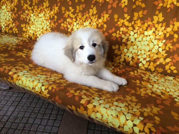 Prinzessin auf der Hollywoodschaukel