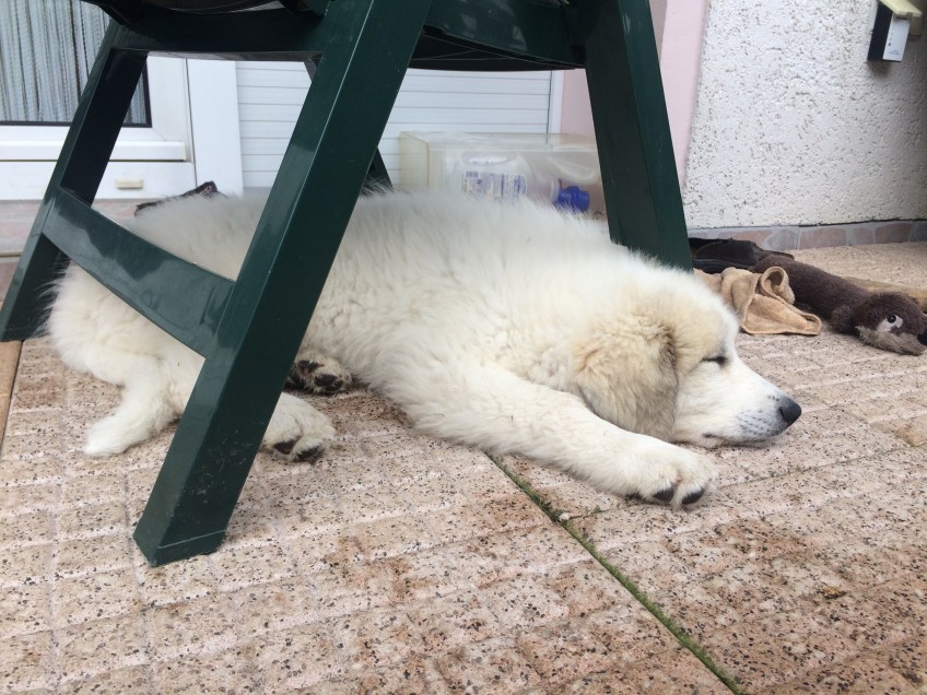 Nach dem Morgenspaziergang