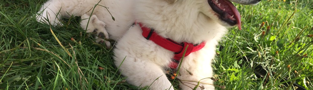 Entspannung auf der Wiese …