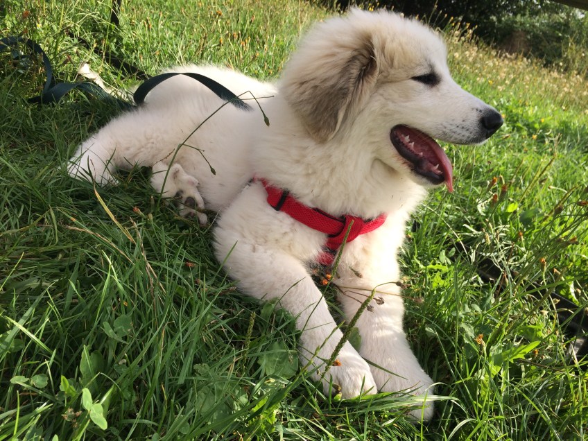 Entspannung auf der Wiese …