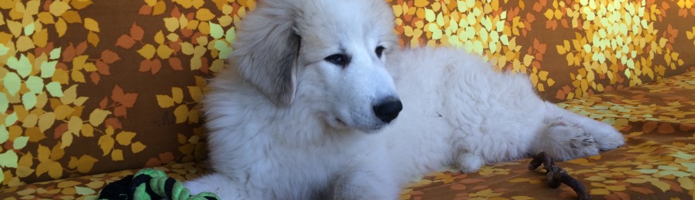 Bella auf der Hollywoodschaukel