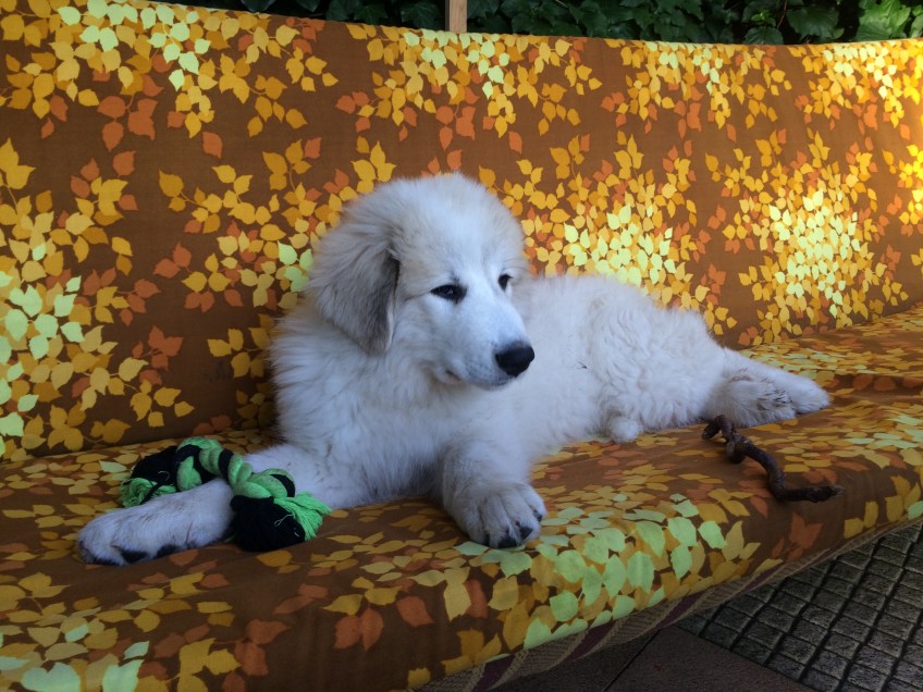 Bella auf der Hollywoodschaukel