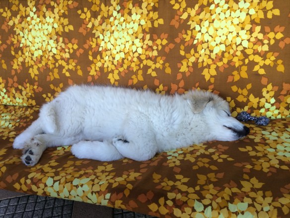 Die Pyri-Prinzessin ruht Die Pyri-Prinzessin ruht