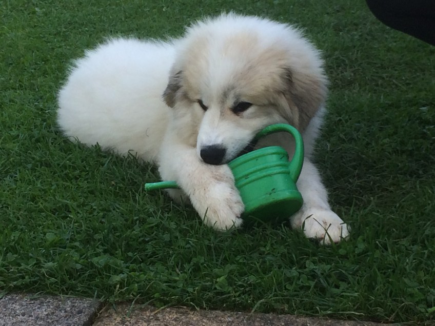 Meine kleine Menschenschwester