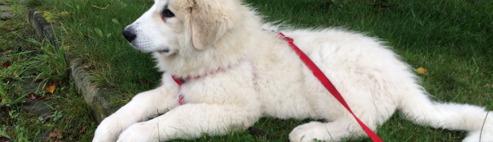 Bella beim Spazierenliegen (2) 😂