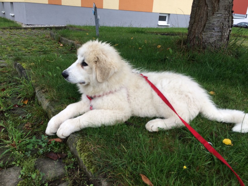 Bella beim Spazierenliegen (2) 😂