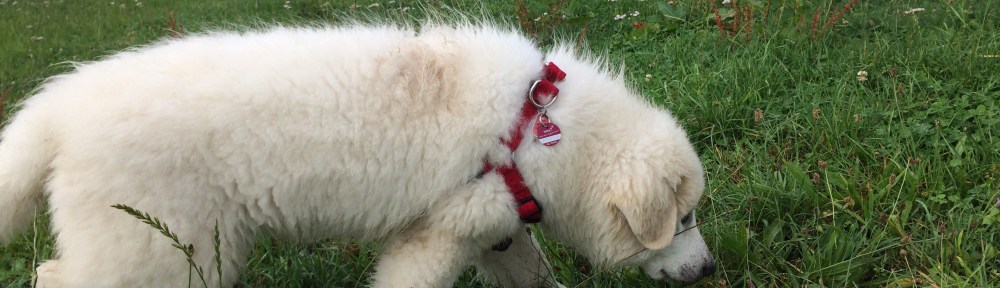 Eine echte Schnuffel-Pyri