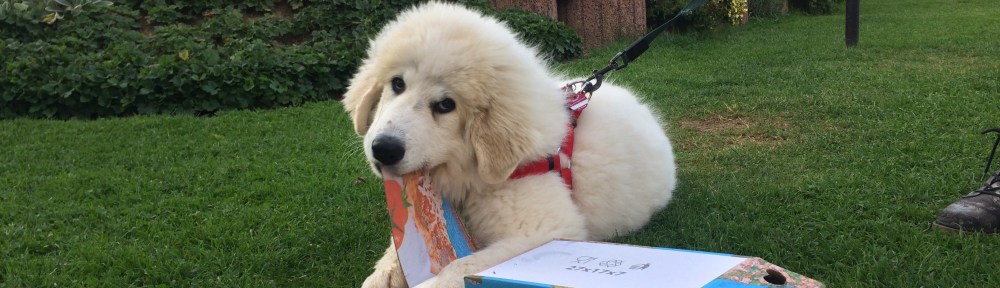 … leider mitohne Pizza