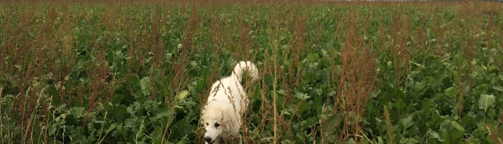 Nix geerntet – gehört ja nicht mir 🐶👸🏼