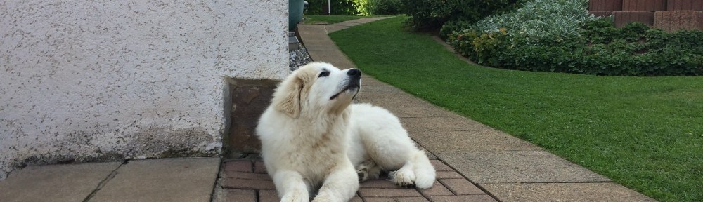 Hmm, schnuffeln. Da liegt was in der Luft!