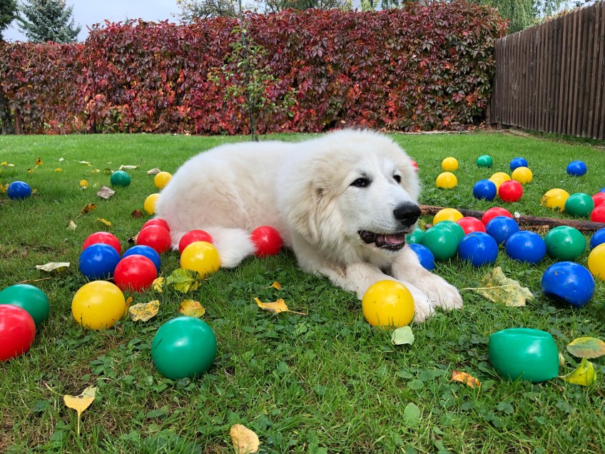 Nein! Bella will spielen, nicht üben!