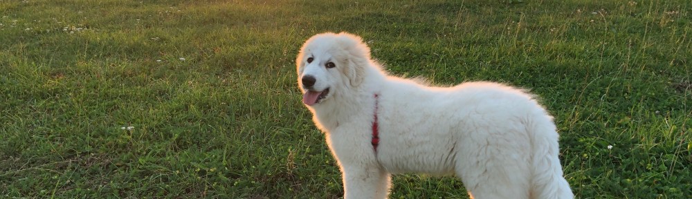 Bin eben eine echte Prinzessin 🐶👸🏼