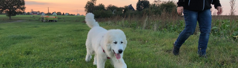 Auf meiner Feldwiese mit großer Menschin beim Abendspaziergang