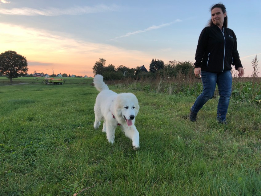 Auf meiner Feldwiese mit großer Menschin beim Abendspaziergang