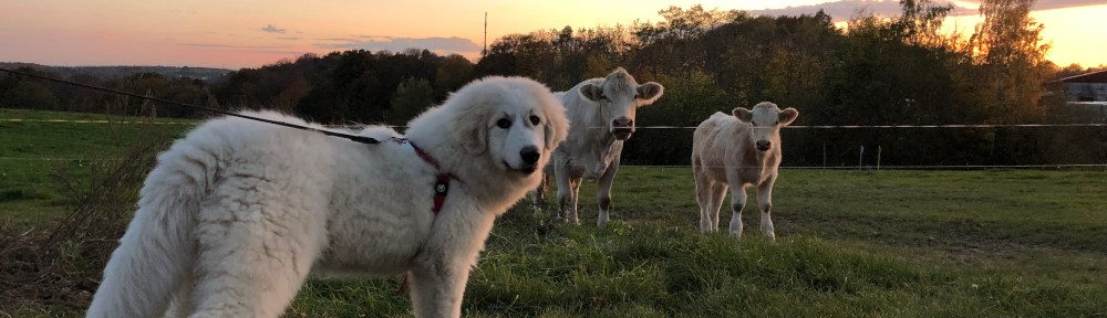 Ich bin schon so groß wie meine Rindviehcher 😂🤣😂