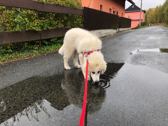Morgenspaziergang – Lecker, lecker Wasser! Schmatz!