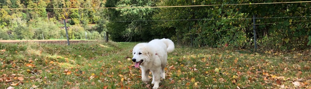 Auf der schönen bunten Herbstwiese 🍂