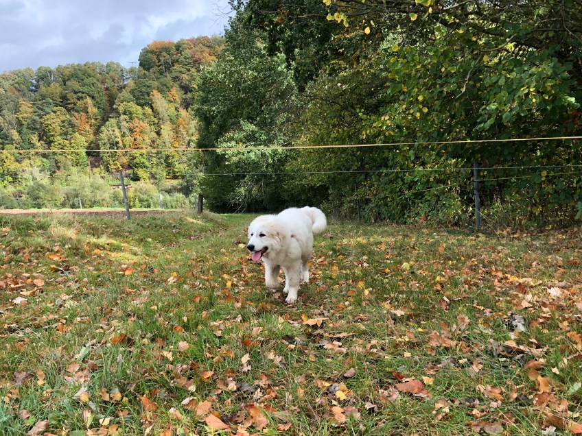 Auf der schönen bunten Herbstwiese 🍂