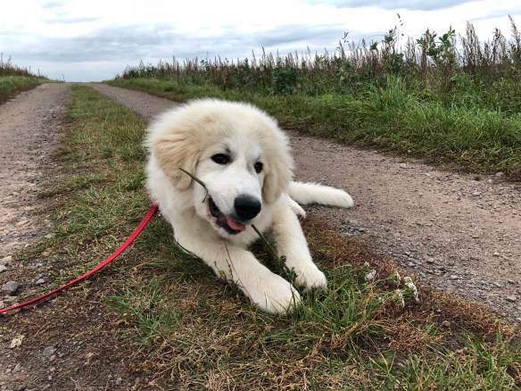 Hmmm, Frischkräuter knabbern … lecker 😋 