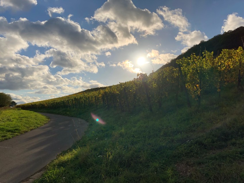 Ein erster Spaziergang durch die Weinberge