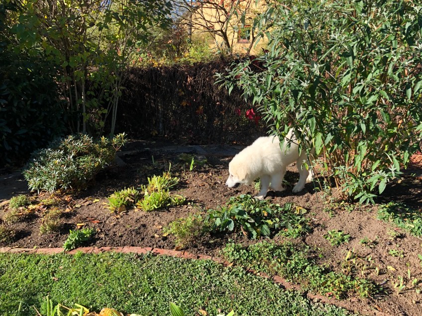 Garten kontrollieren
