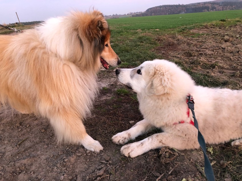 … Freunde!