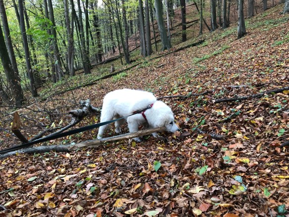 Bella im Schnuffellaubwald
