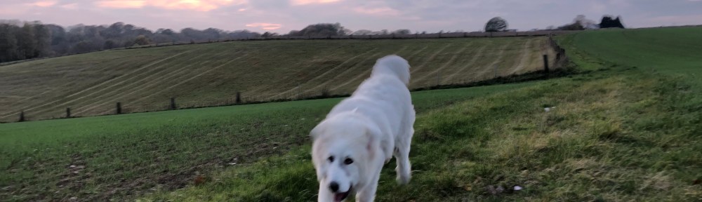 Ich flitze wie wild über mein Feld