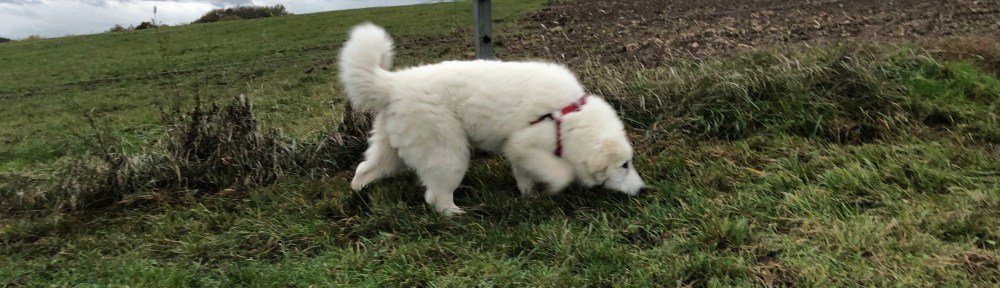 Abendspaziergang an meiner Feldwiese
