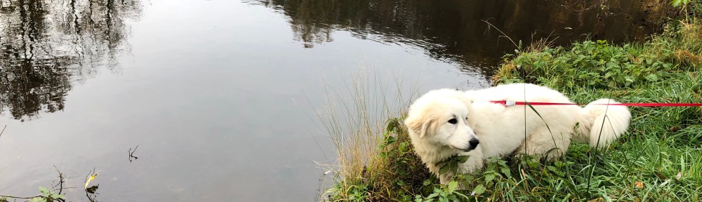 An der Zschooo-Pau 🐶😂🐶