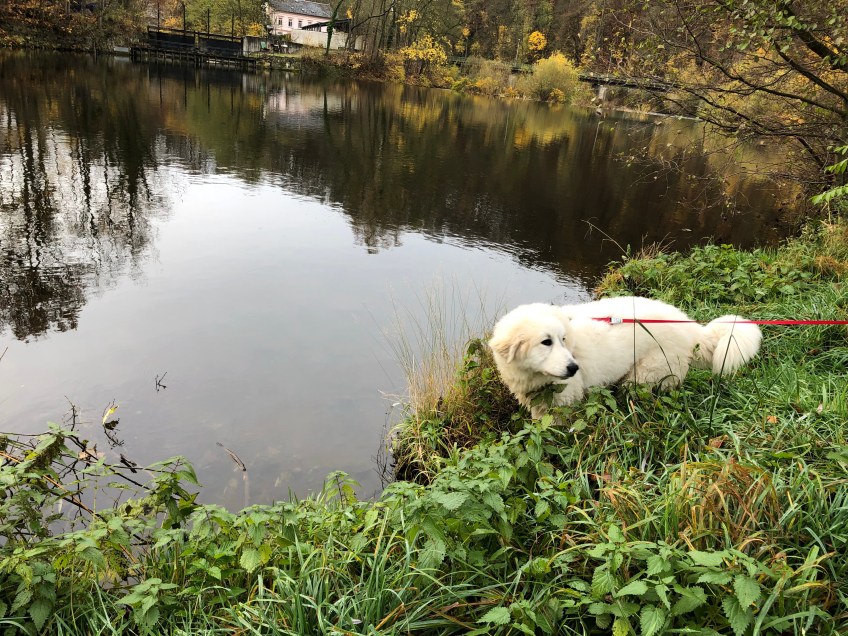 An der Zschooo-Pau 🐶😂🐶