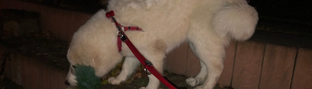 Bella wartet auf ihre kleine Menschenschwester