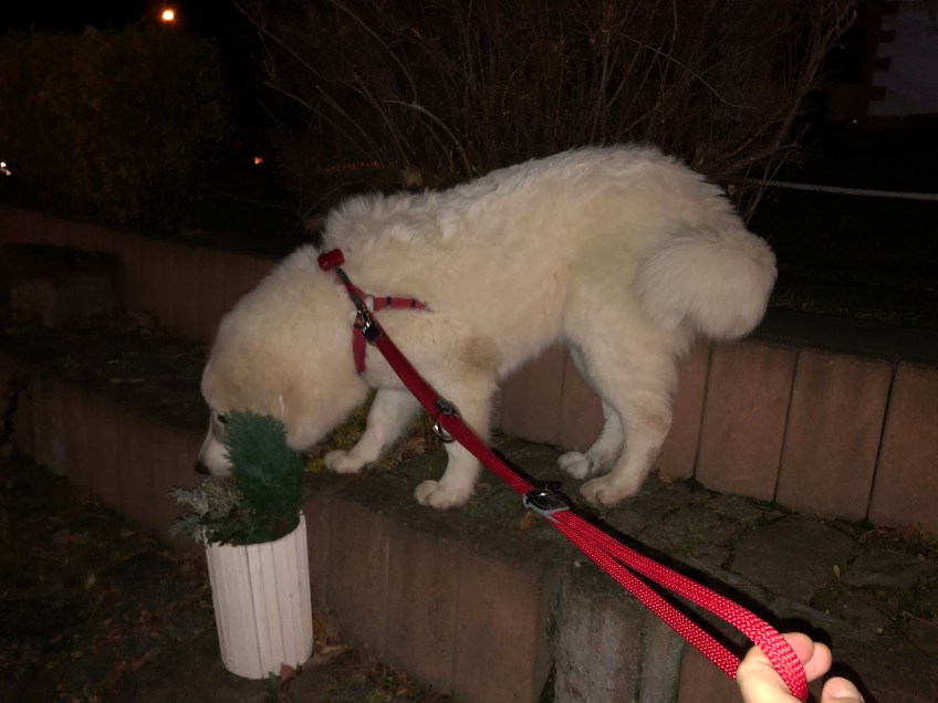 Bella wartet auf ihre kleine Menschenschwester