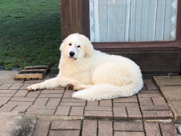 Meine Hoheit Annastasia Isabella Prinzessin Idefix vom Ehrenberger Hof 🐶👸🏼 😄