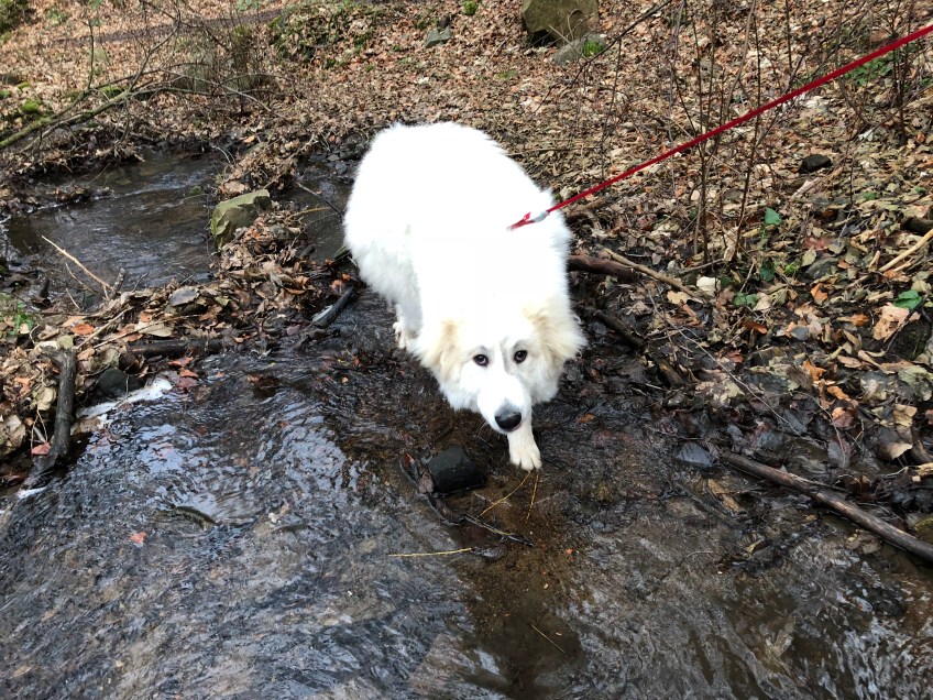 Bella im Bach