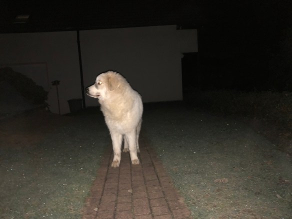 Guten Morgen! Ich bin die Bella, jawoll!