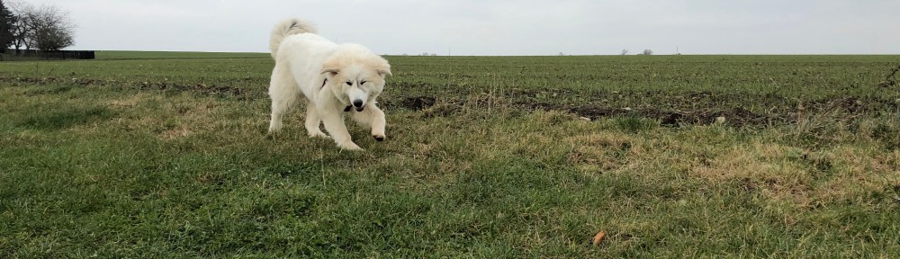Auf meiner großen Feldwiese