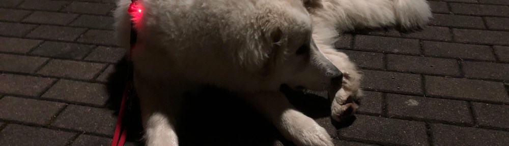 Abendspaziergangspause