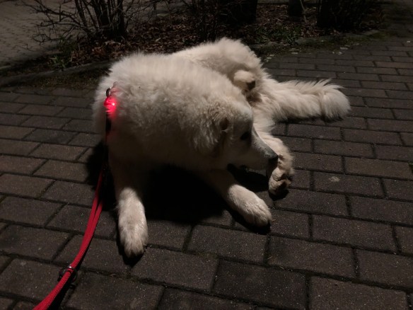 Abendspaziergangspause