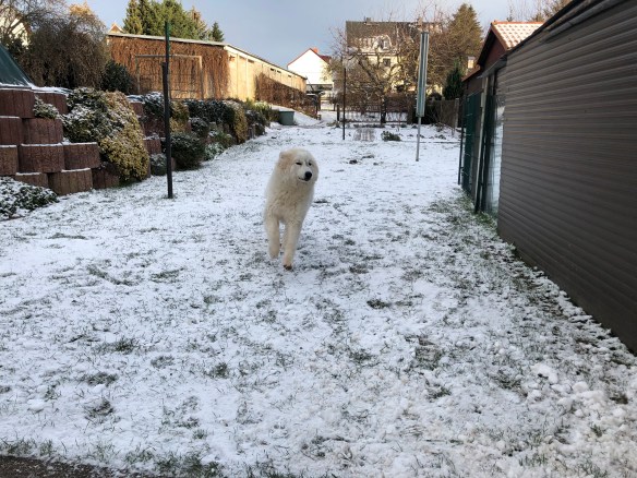 Achtung! Hier kommt eine Bella 🐶😂