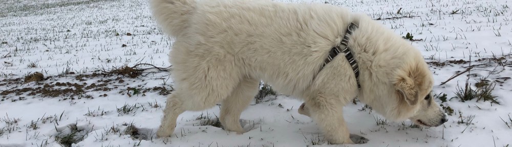 Auf meiner großen Feldwiese
