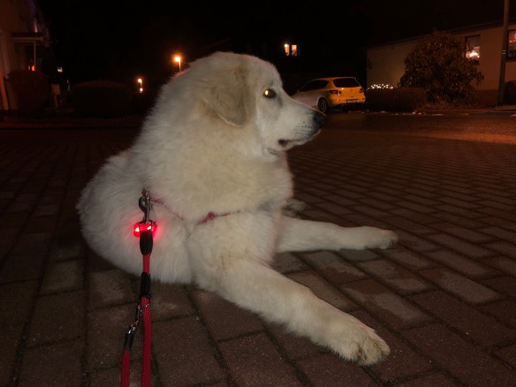 Ich bin die Bella. Und ich bin schön. Jawoll!