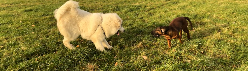 Angriiiiiiiff! 🐶😂🤣😂🐶