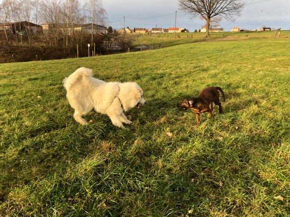 Angriiiiiiiff! 🐶😂🤣😂🐶