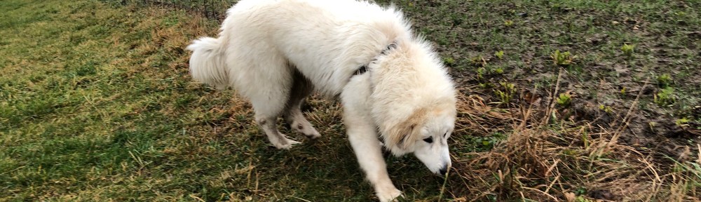 Über meine Feldwiese schnuffeln