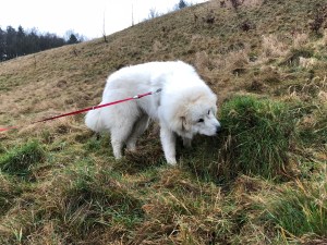 … auf der Wiese …