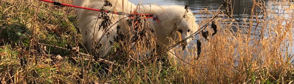 Du siehst mich nicht! 🐶😝