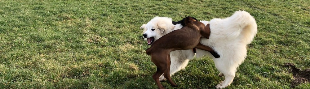 … auf meiner Feldwiese