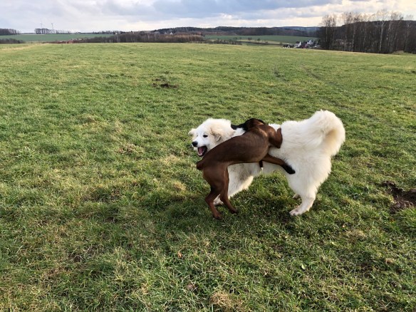 … auf meiner Feldwiese