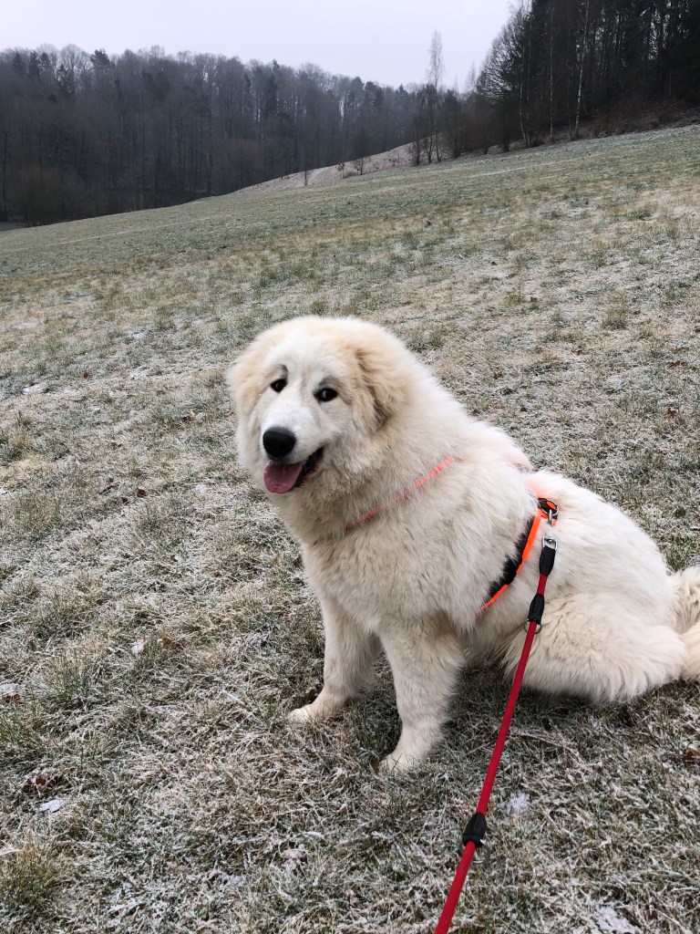Pause auf der großen Wiese